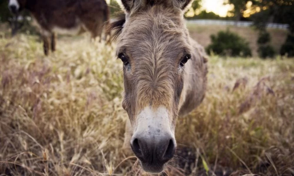 Γαϊδουράκι αναγνώρισε το κορίτσι που το μεγάλωσε (Βίντεο)